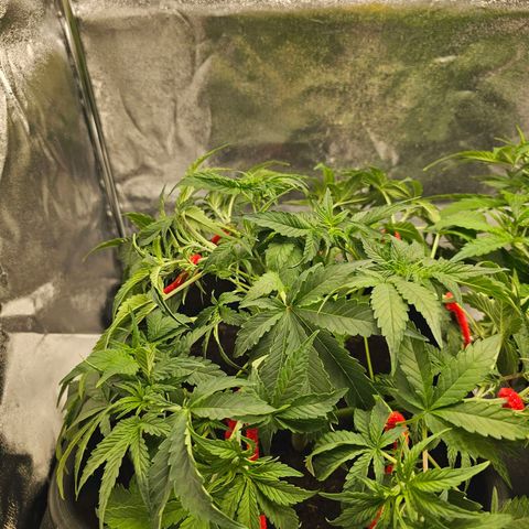 Watermellon growlog photo: 1° treino e trim