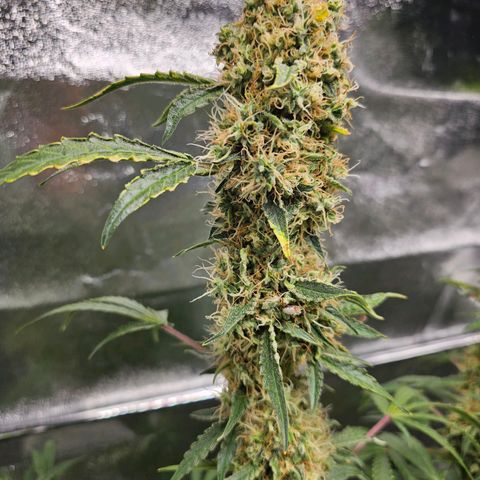 Watermellon growlog timeline photo