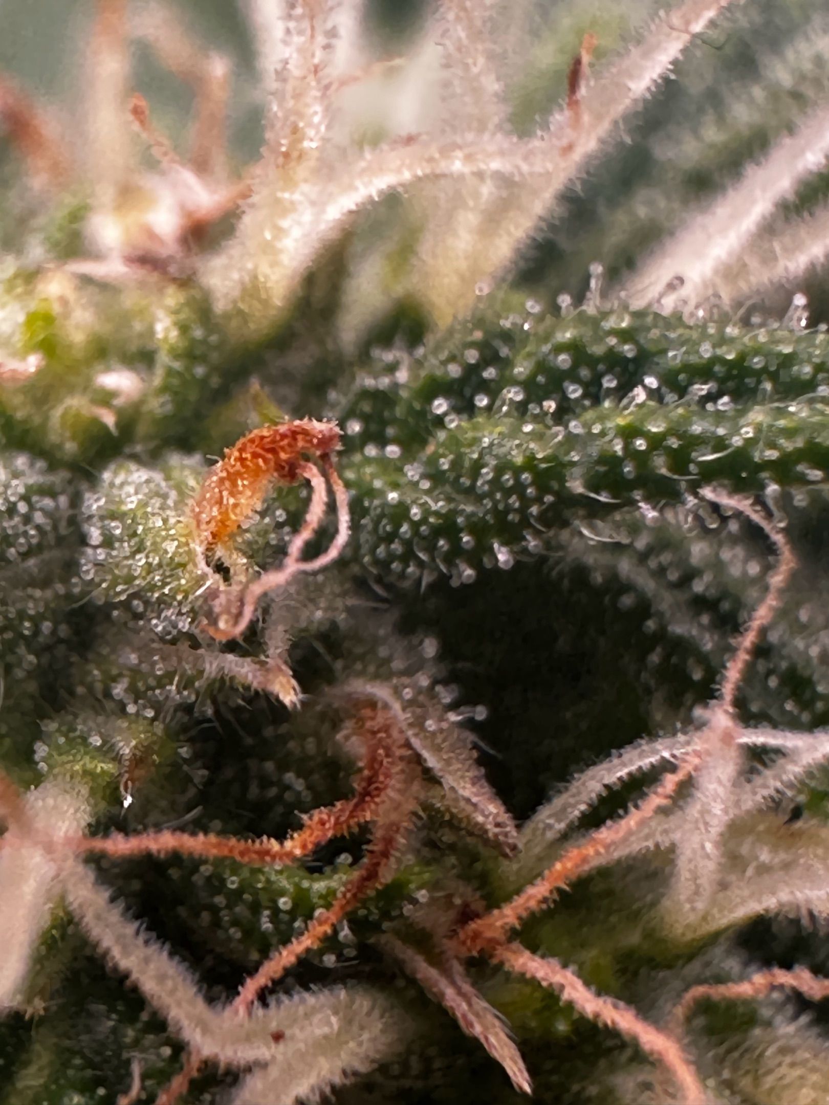 Sfv og kush growlog header