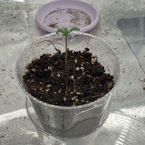 AK-47 growlog photo: 3cm looks healthy