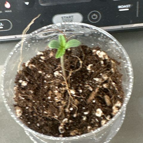 AK-47 growlog timeline photo