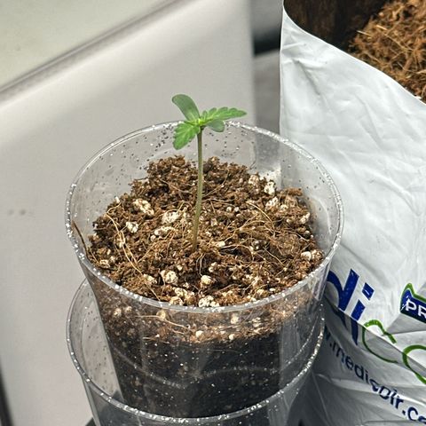 AK-47 growlog timeline photo