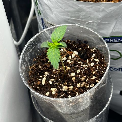 AK-47 growlog timeline photo