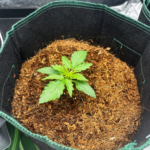 AK-47 growlog timeline photo