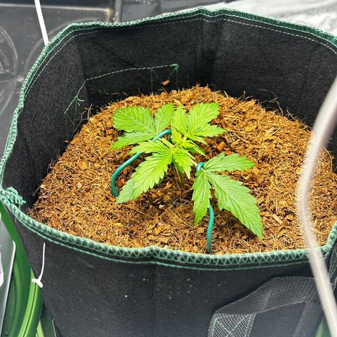 AK-47 growlog photo: Lst