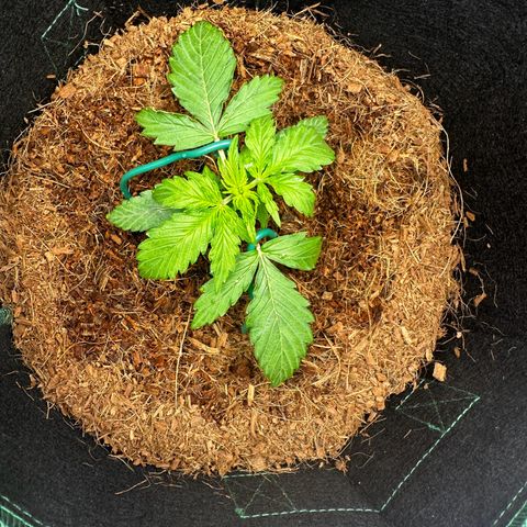 AK-47 growlog timeline photo