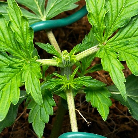 AK-47 growlog timeline photo