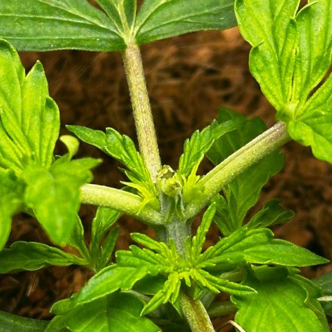 AK-47 growlog timeline photo