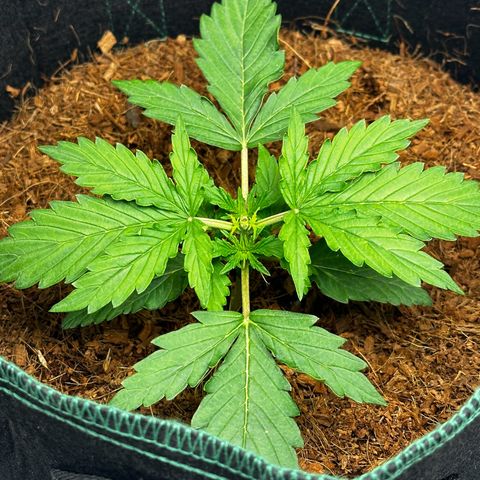 AK-47 growlog timeline photo