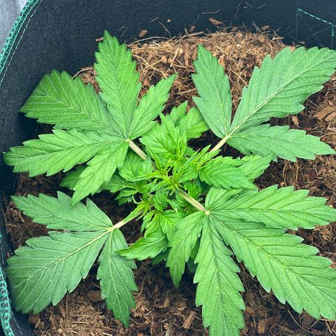 AK-47 growlog timeline photo