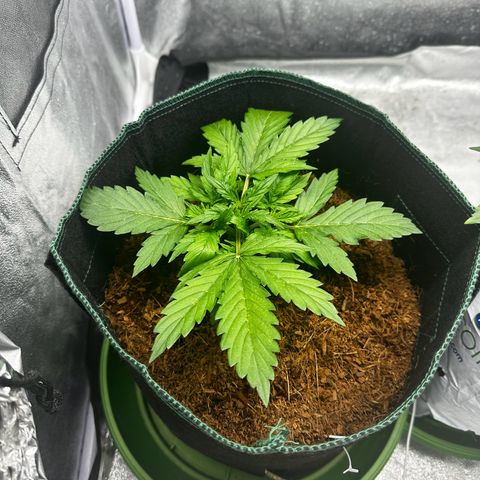 AK-47 growlog timeline photo