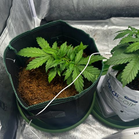 AK-47 growlog timeline photo