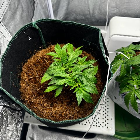 AK-47 growlog timeline photo