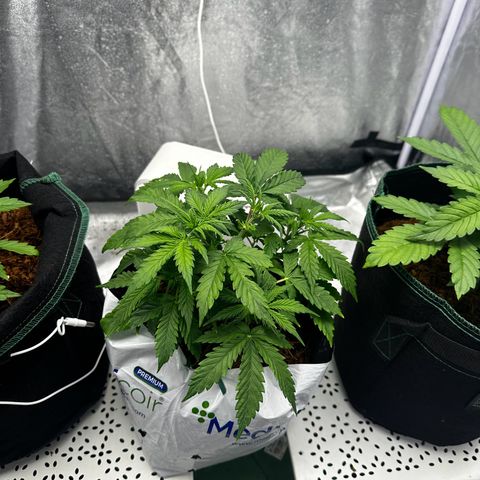 Sfv og kush growlog photo