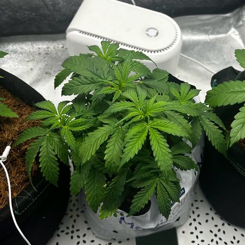 Sfv og kush growlog photo