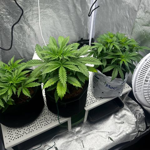 Sfv og kush growlog photo
