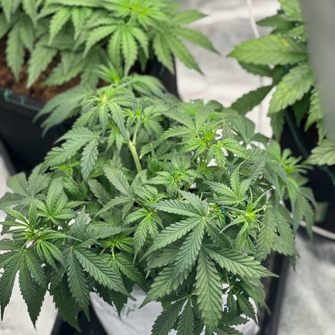 Sfv og kush growlog timeline photo
