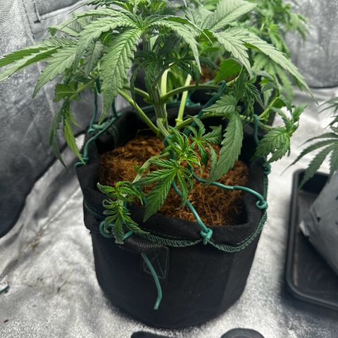 AK-47 growlog timeline photo