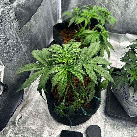 AK-47 growlog timeline photo