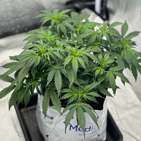 Sfv og kush growlog timeline photo