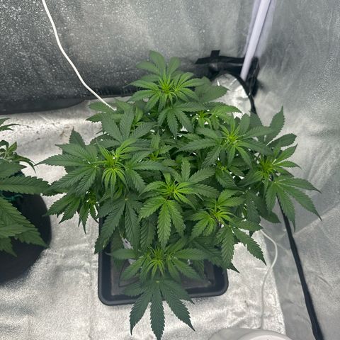 Sfv og kush growlog timeline photo