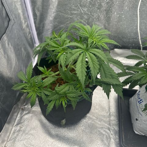 AK-47 growlog timeline photo