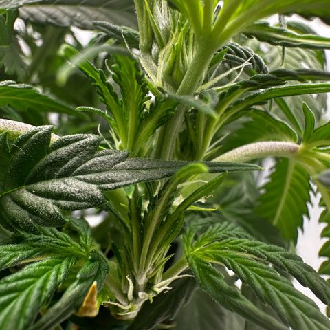 Sfv og kush growlog timeline photo