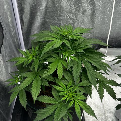 AK-47 growlog timeline photo
