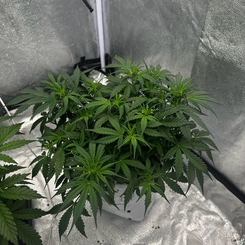 Sfv og kush growlog timeline photo
