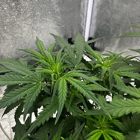 Sfv og kush growlog timeline photo