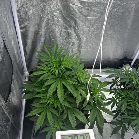 AK-47 growlog timeline photo