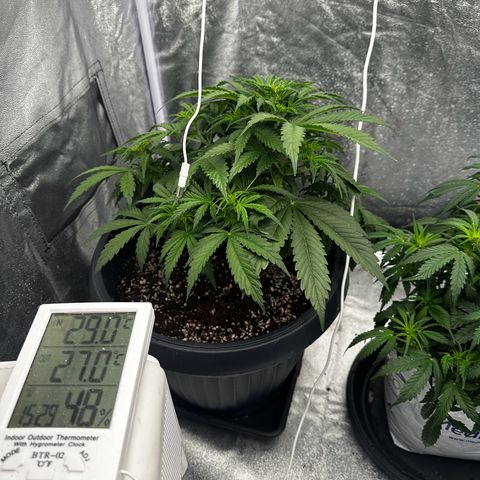 AK-47 growlog timeline photo