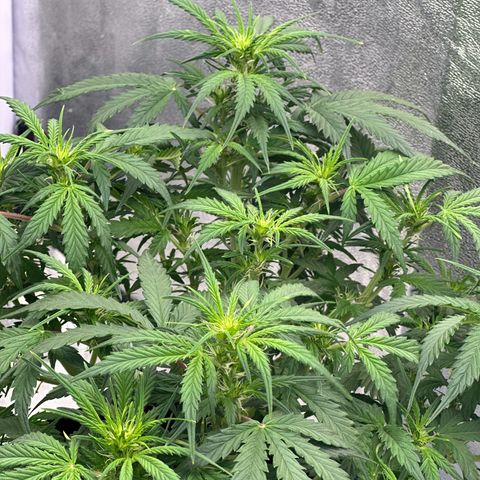 Sfv og kush growlog timeline photo