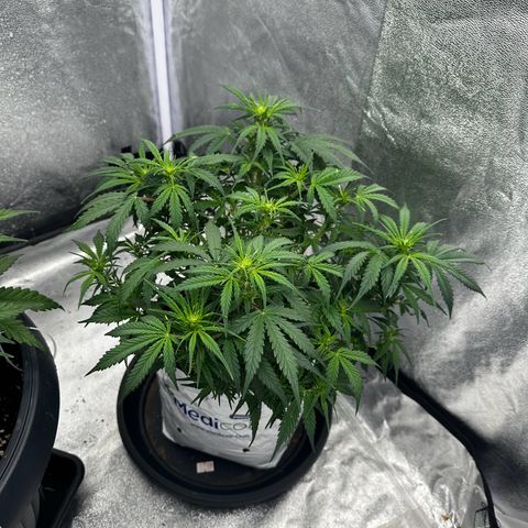 Sfv og kush growlog timeline photo