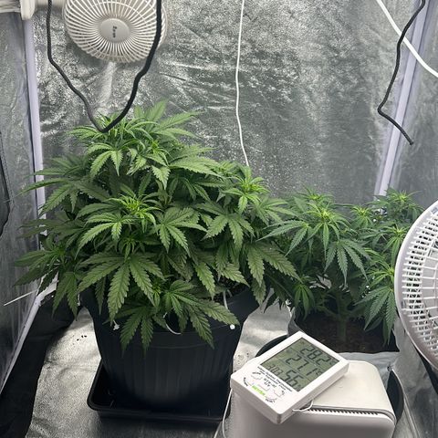 AK-47 growlog timeline photo
