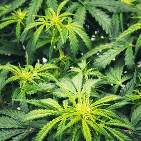Sfv og kush growlog timeline photo