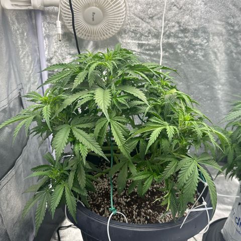 AK-47 growlog timeline photo