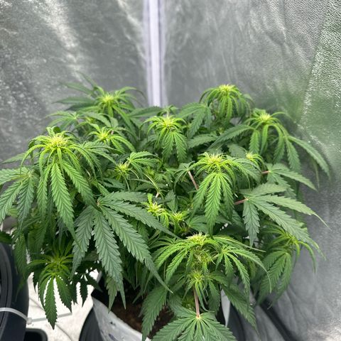 Sfv og kush growlog timeline photo
