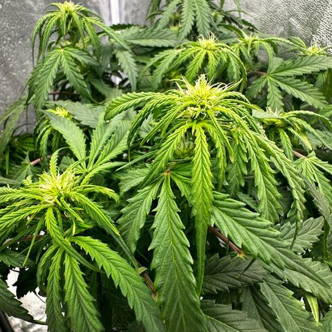 Sfv og kush growlog timeline photo