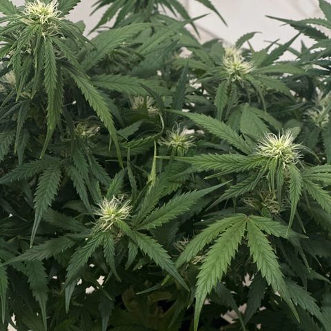 Sfv og kush growlog timeline photo