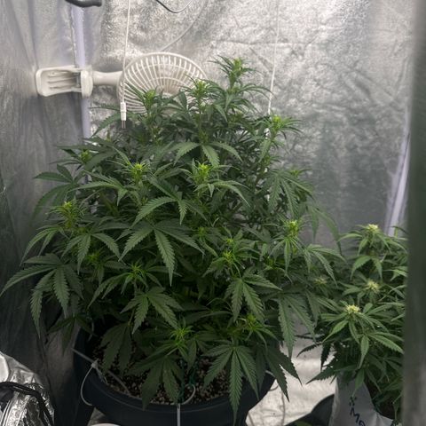 AK-47 growlog timeline photo