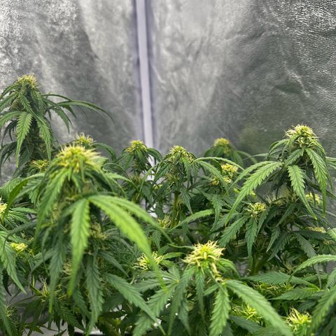Sfv og kush growlog photo: Looking good