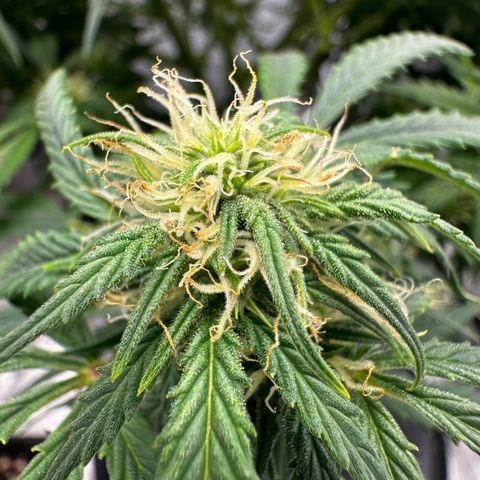 Sfv og kush growlog timeline photo