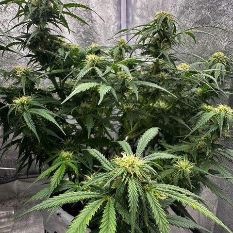 Sfv og kush growlog timeline photo