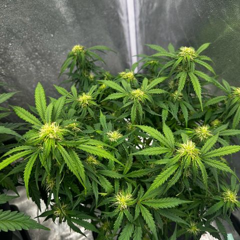 Sfv og kush growlog timeline photo