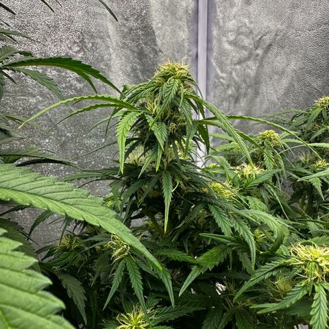 Sfv og kush growlog timeline photo