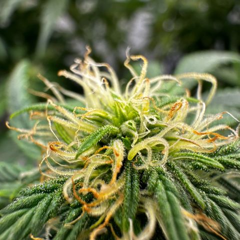 Sfv og kush growlog timeline photo