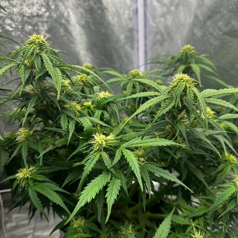Sfv og kush growlog timeline photo