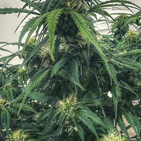 Sfv og kush growlog timeline photo