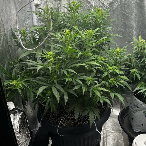 AK-47 growlog photo: Preflowering stage